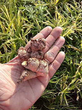 姜,香料,食品
