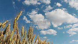 麥田,字段,小麥