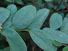 雪莓果,morgentau,滴