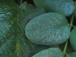 雪莓果,morgentau,滴