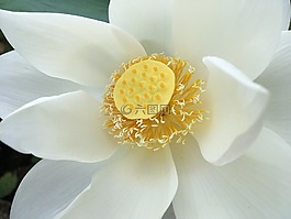 莲花,白,黄色