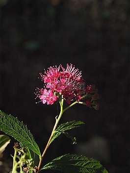 spiere,布什,開花