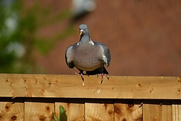 woodpigeon,鴿子,鳥嘴