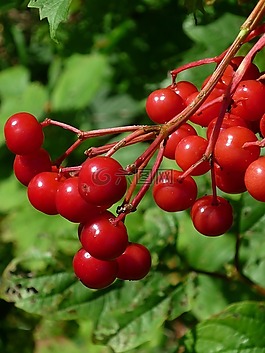 水果,紅色,野生灌木