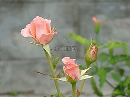 玫瑰花蕾,玫瑰,花的