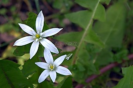 白色的花,朵小花,星号