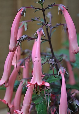 紫紅色斗篷,phygelius兔,玄參斗篷