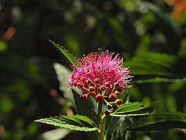 spiere,布什,開花