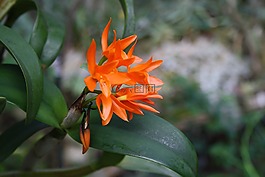 花,花朵,植物群