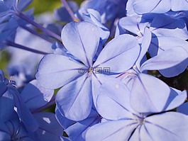 木瓜榕,開花,藍色