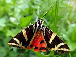 přástevník,雏菊,性质