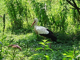 cicogne,性質(zhì),動物公園