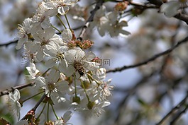 蜜蜂,果樹,櫻桃