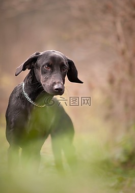 狗,動物,黑色