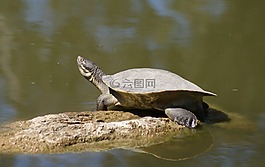 烏龜,男,石