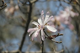 星花玉兰,春天,花朵