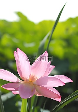 蓮花,上午,花