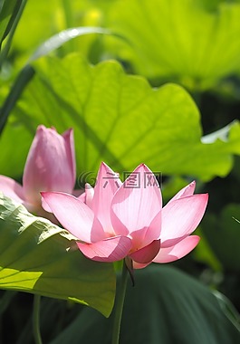 蓮花,上午,花