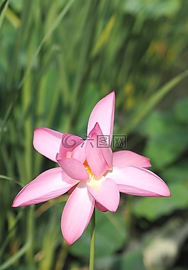 蓮花,上午,花