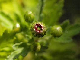herbstaster,芽,阿斯特