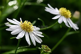 鮮花,雛菊,黃色