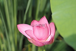 蓮花,上午,花