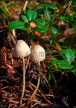 蘑菇菇,蘑菇,?