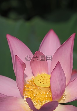 蓮花,上午,花