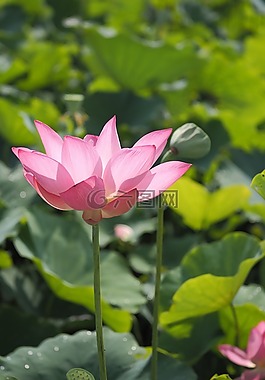 蓮花,上午,花