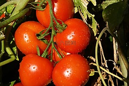 番茄,蔬菜,食品