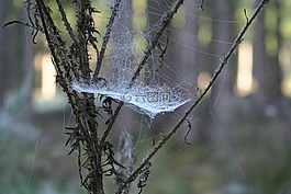 蜘蛛网,morgentau,网络