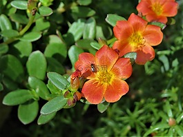 鮮花,橙色,銹