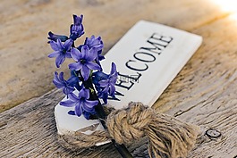 風(fēng)信子,花,藍(lán)色