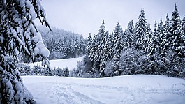 冬天,森林,雪
