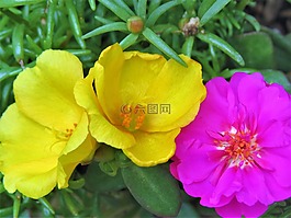 鮮花,花園,黃色