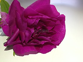 花,粉紅色,玫瑰