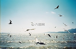 海鷗,昆明,動物