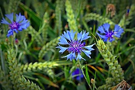 矢車菊,開花,關(guān)閉