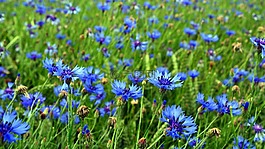 矢車(chē)菊,開(kāi)花,糧食