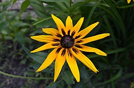 性质,花,黄