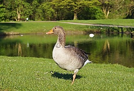 鳥,鵝,野鵝