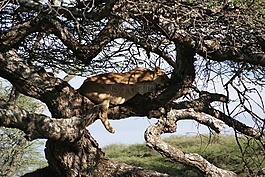 獅子,睡眠,非洲