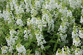 菊花,鮮花,野花