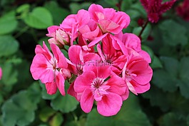 菊花,紅菊花,鮮花