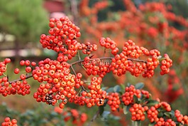 水果,果樹,木材