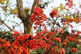 紅色漿果,水果,收獲