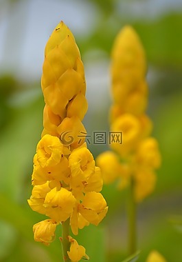 花,黃色,黃色的花