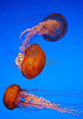 果凍,魚(yú),動(dòng)物
