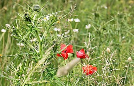 蓟,罂粟,klatschmohn