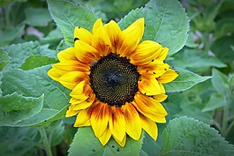 太陽花,開花,黃色
